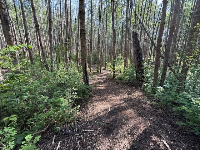 mulched path